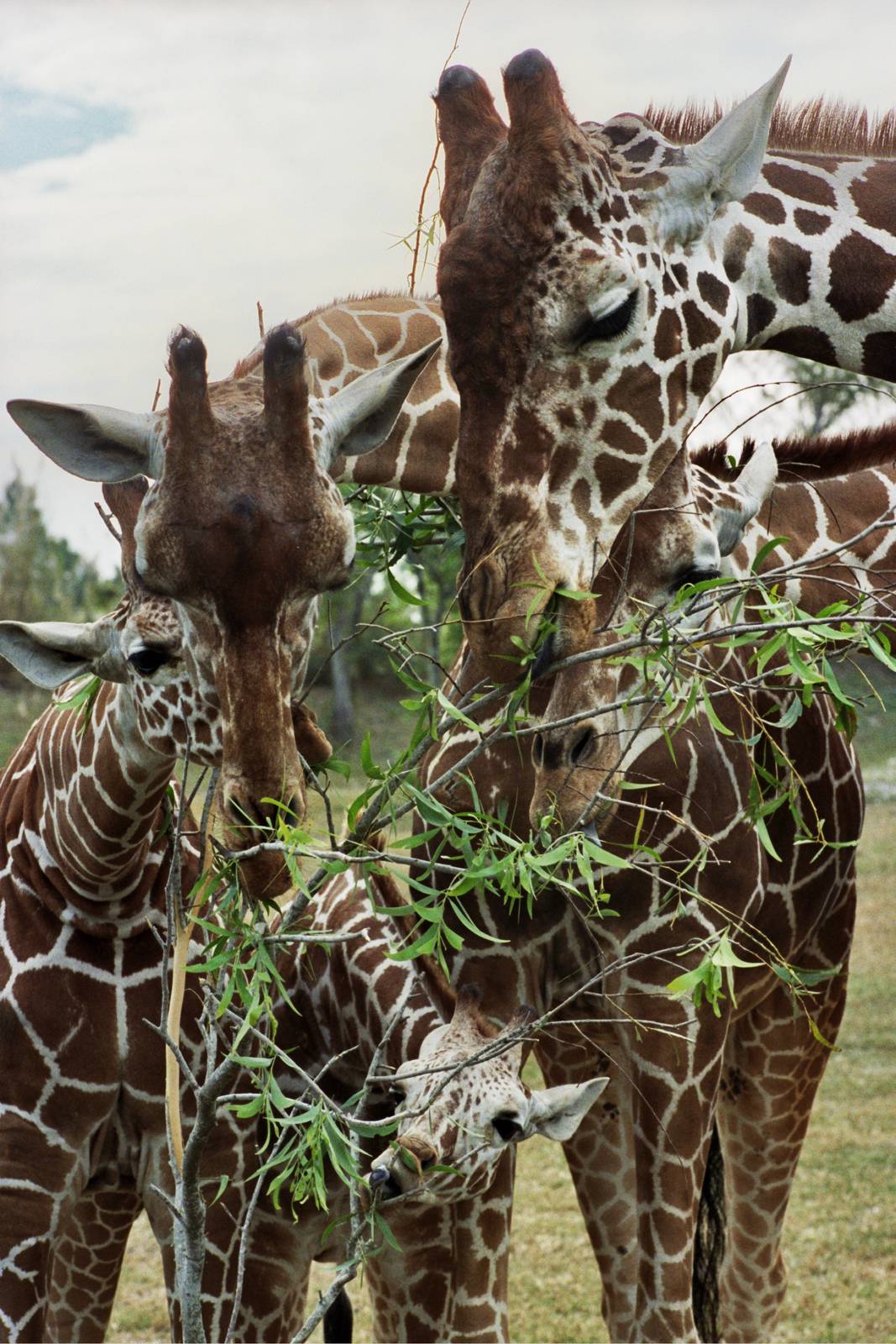 Scanned Miami Metro Zoo Photos 1990-2006