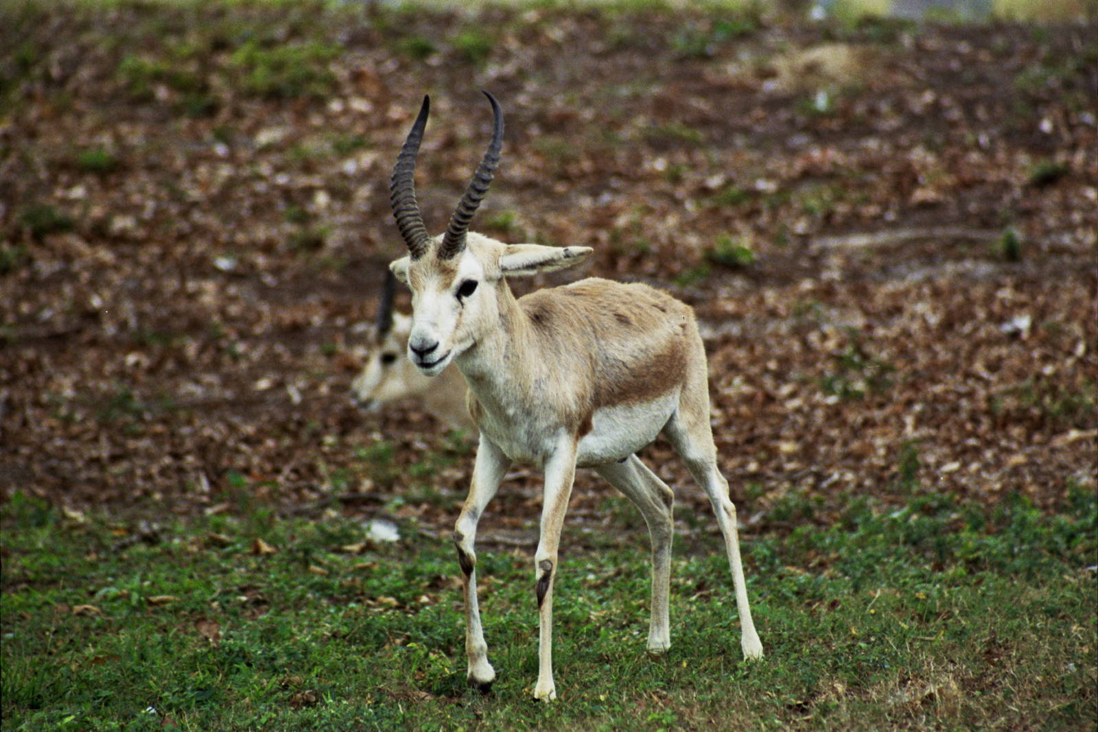 Scanned Miami Metro Zoo Photos 1990-2006