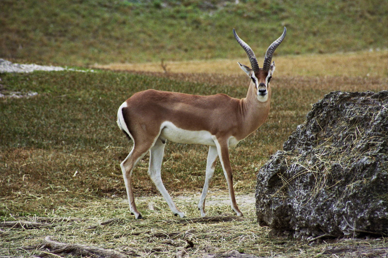 Scanned Miami Metro Zoo Photos 1990-2006