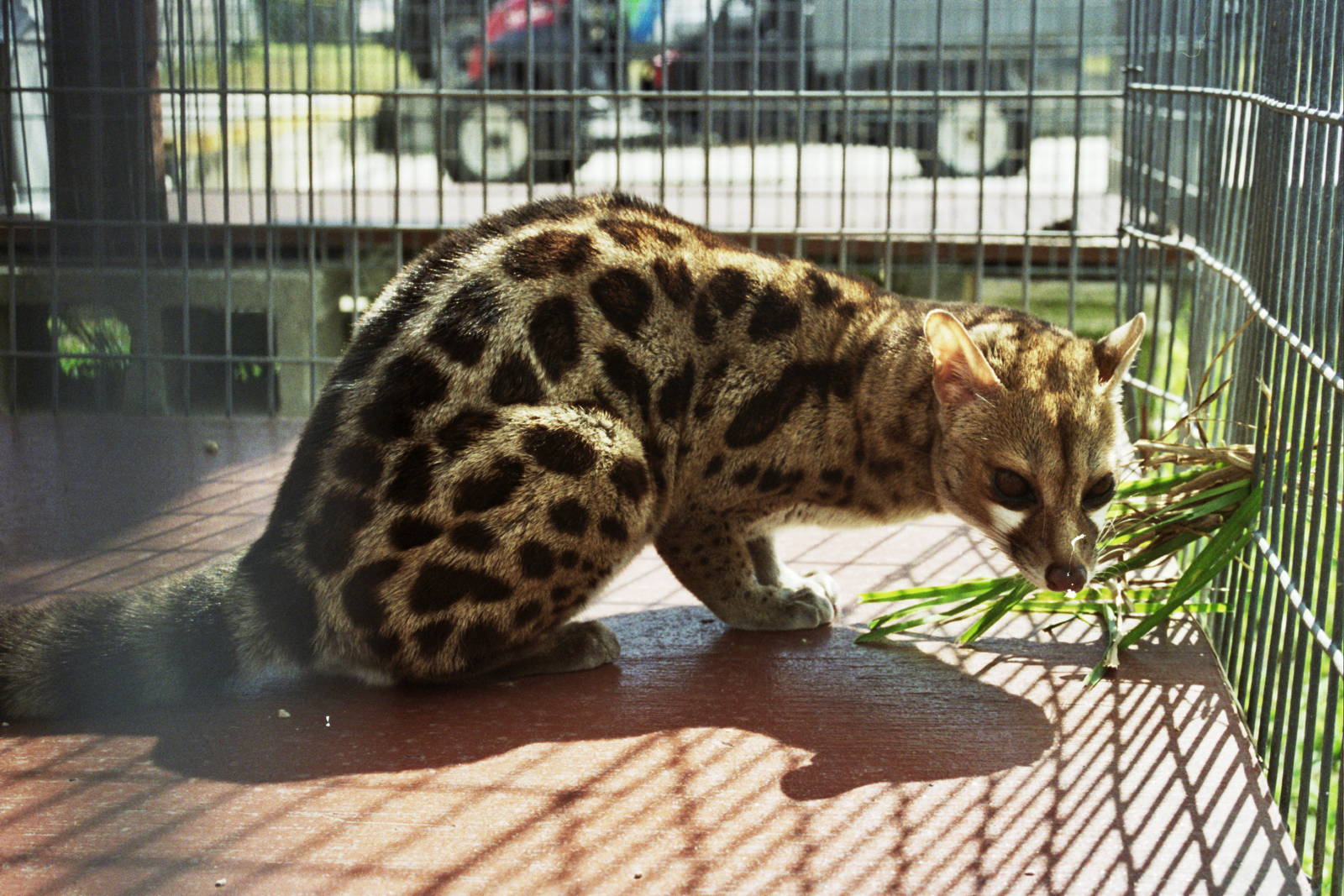 Scanned Miami Metro Zoo Photos 1990-2006