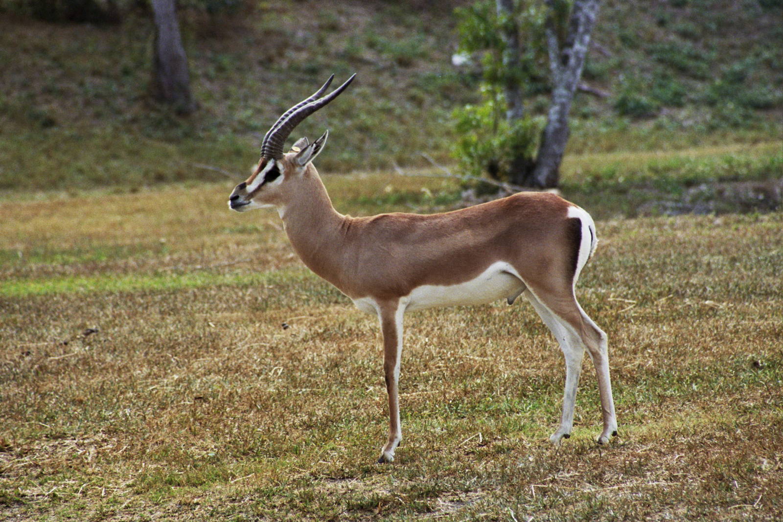 Scanned Miami Metro Zoo Photos 1990-2006