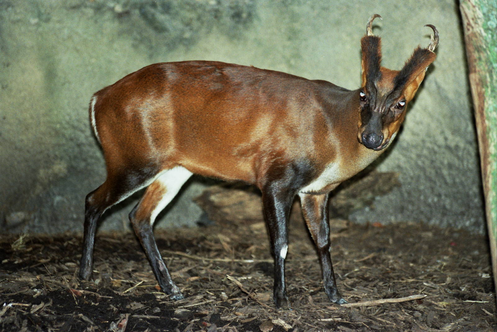 Scanned Miami Metro Zoo Photos 1990-2006