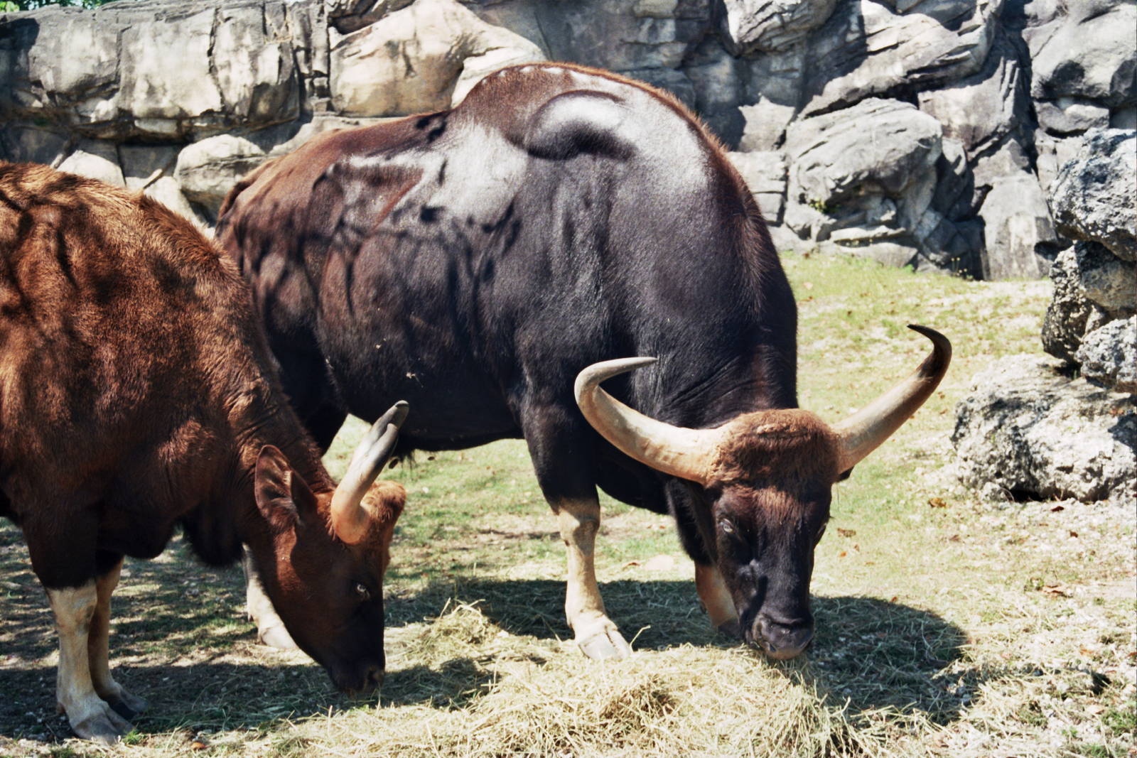 Scanned Miami Metro Zoo Photos 1990-2006