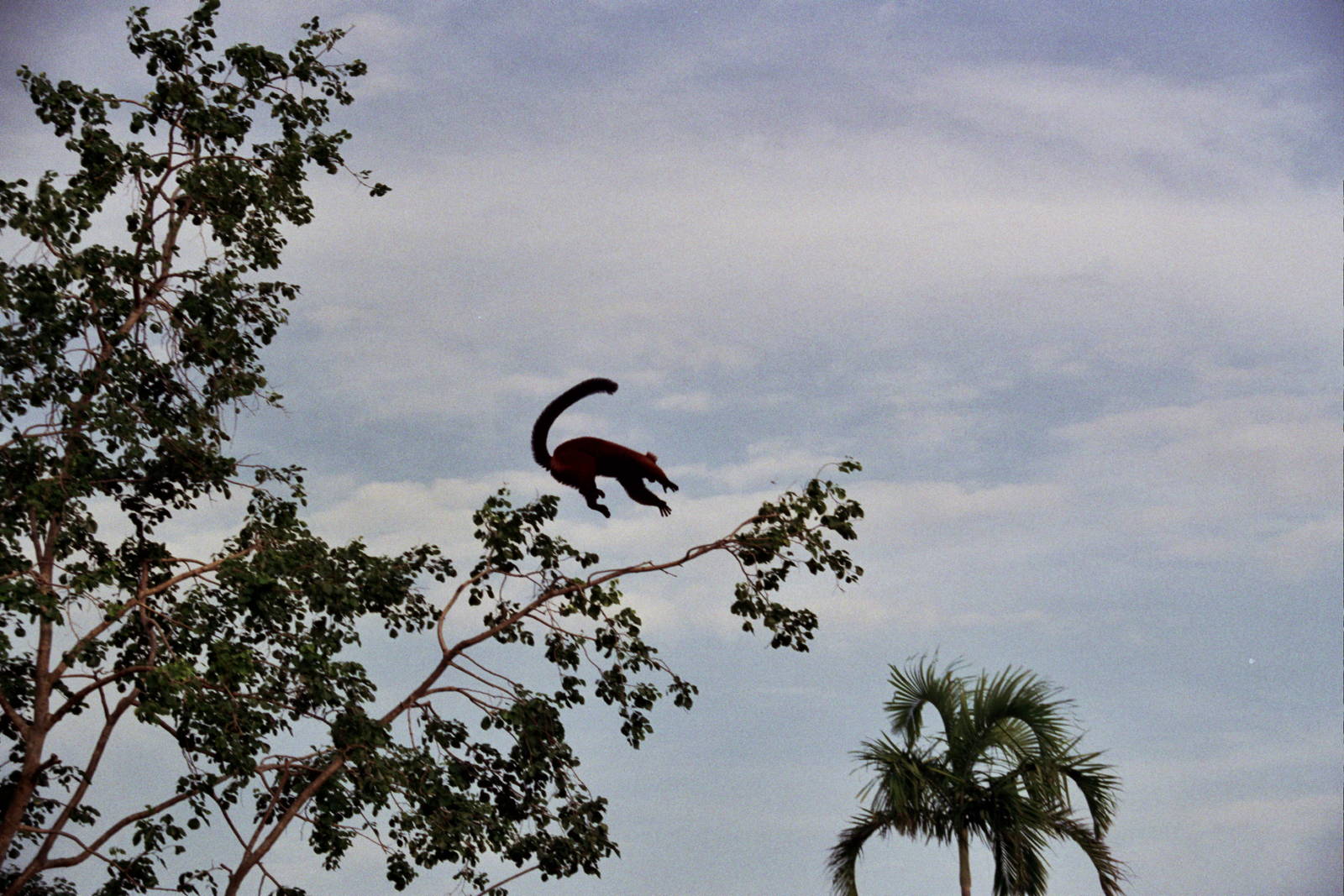 Scanned Miami Metro Zoo Photos 1990-2006