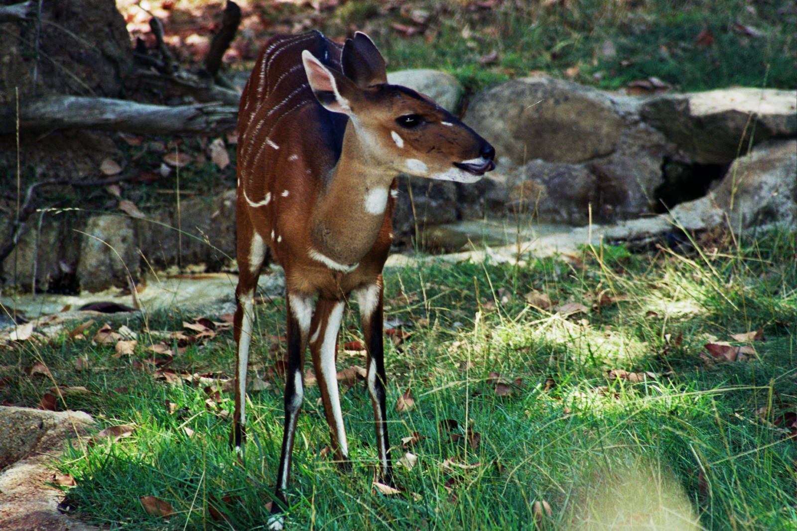 Scanned Photos 1990s LA Zoo