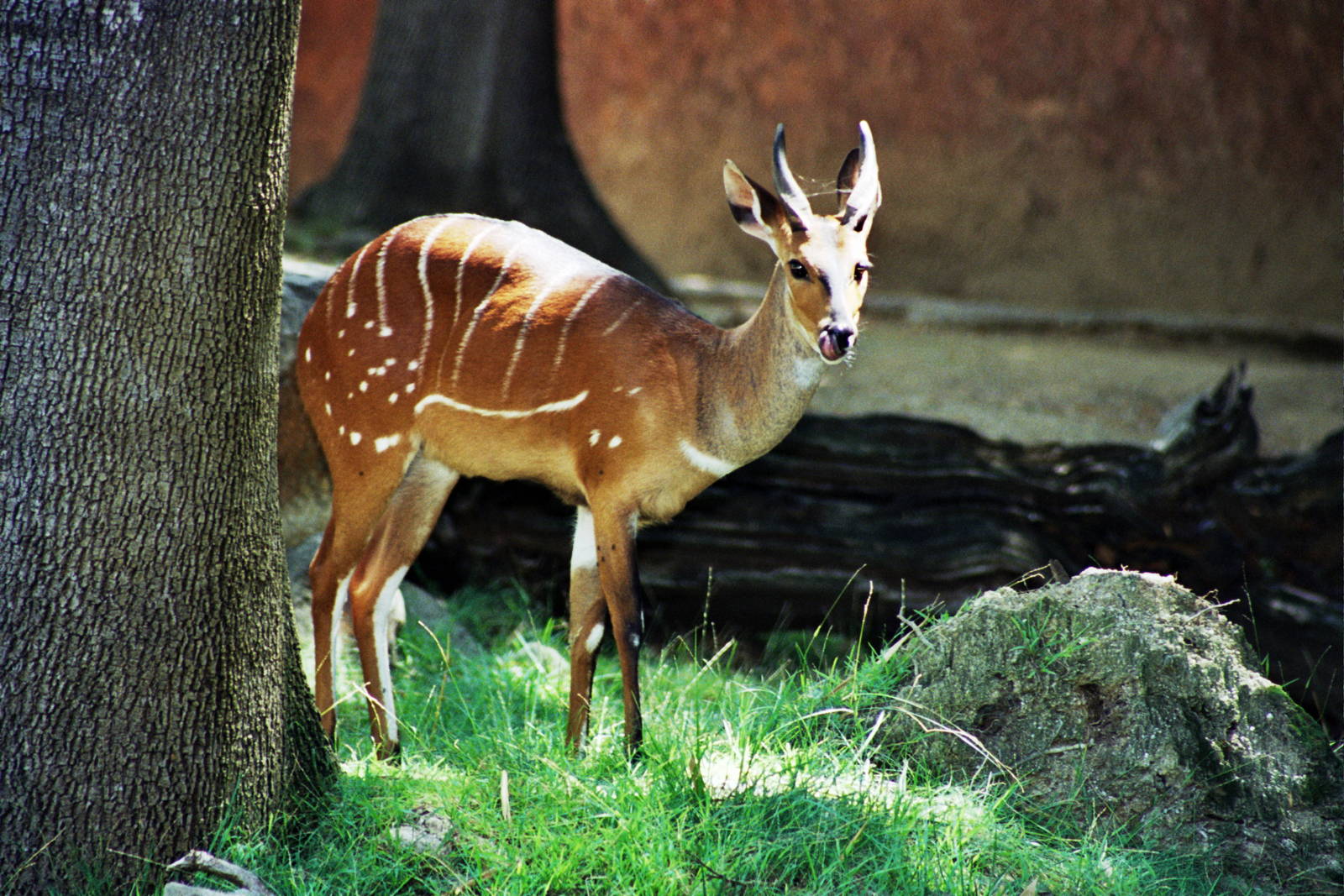 Scanned Photos 1990s LA Zoo