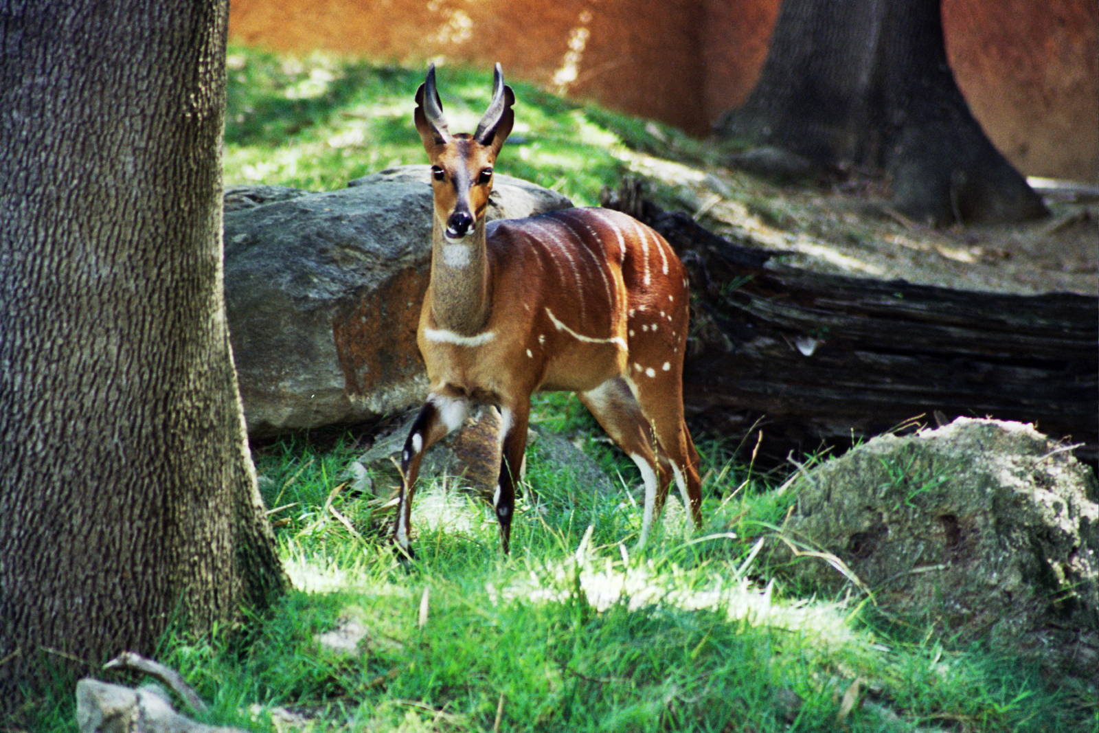 Scanned Photos 1990s LA Zoo