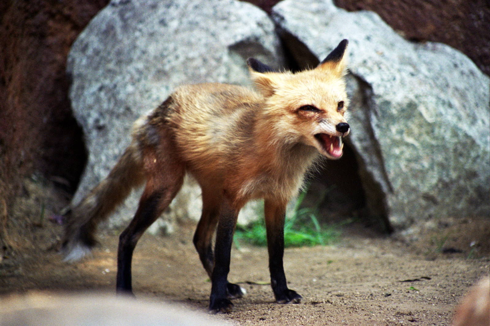Scanned Photos 1990s LA Zoo