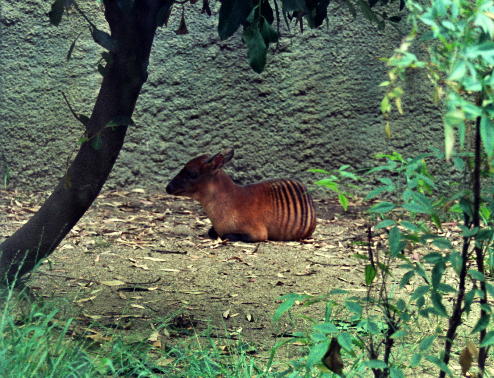 Scanned Photos 1990s LA Zoo