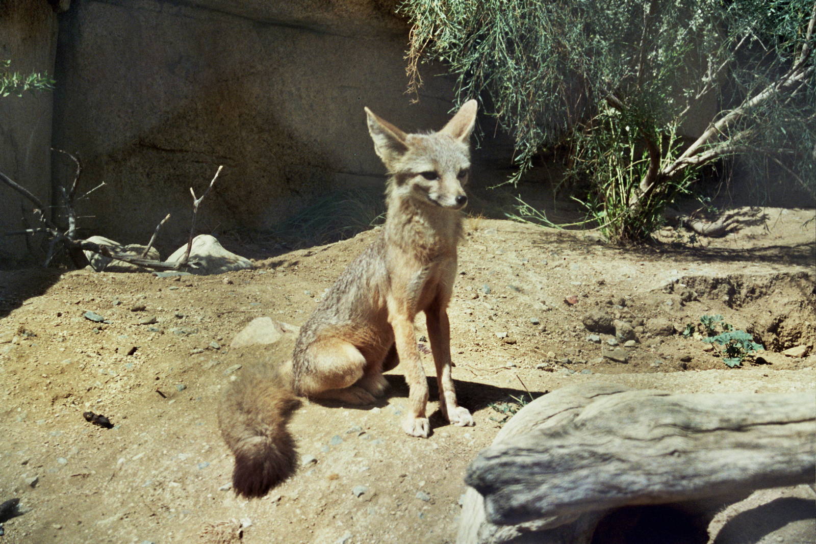 Scanned Photos 1990s LA Zoo