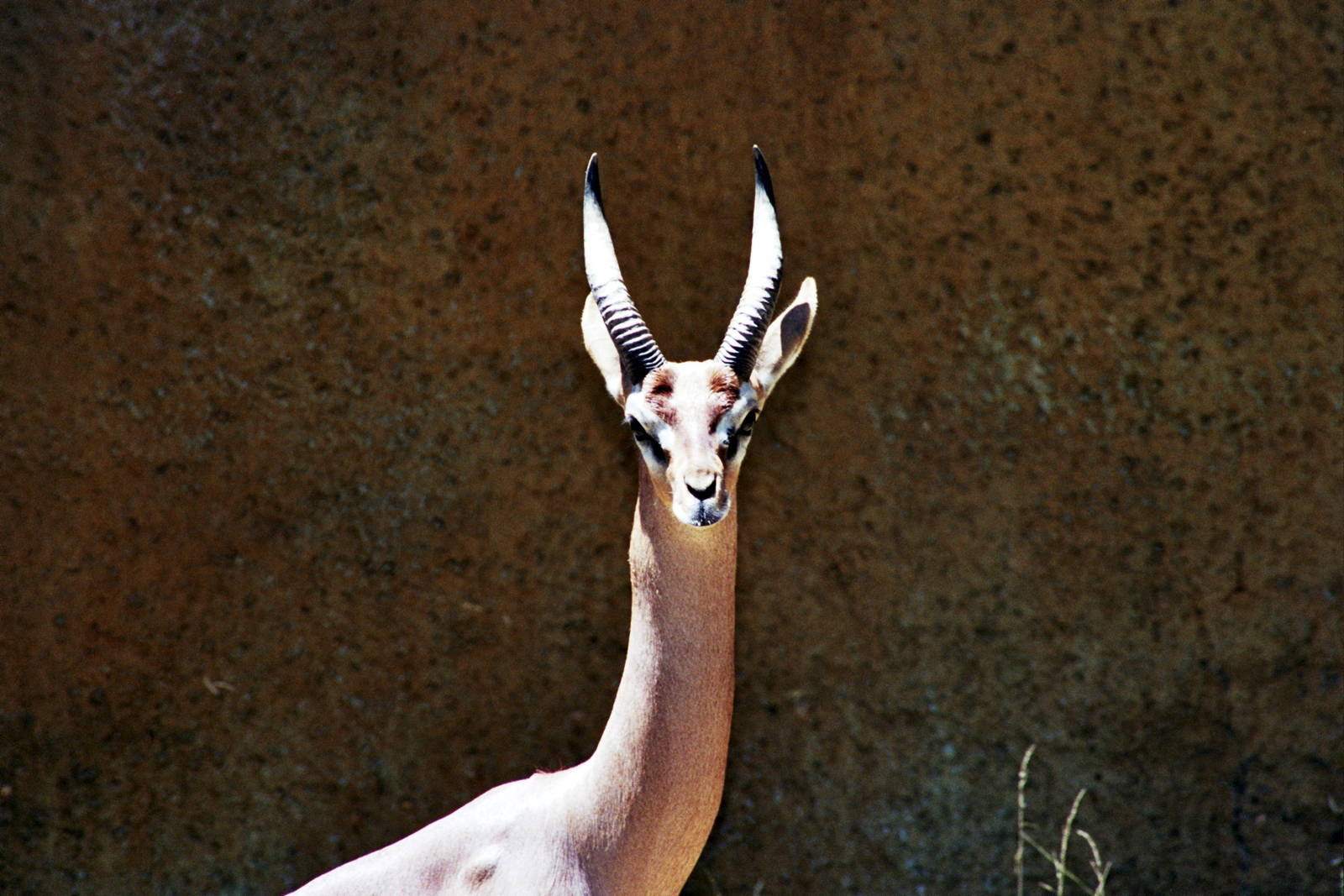 Scanned Photos 1990s LA Zoo