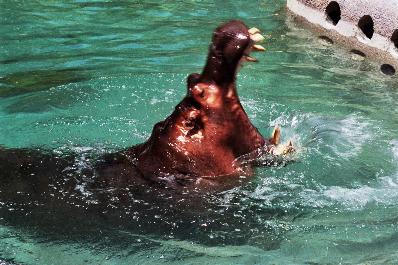 Scanned Photos 1990s LA Zoo