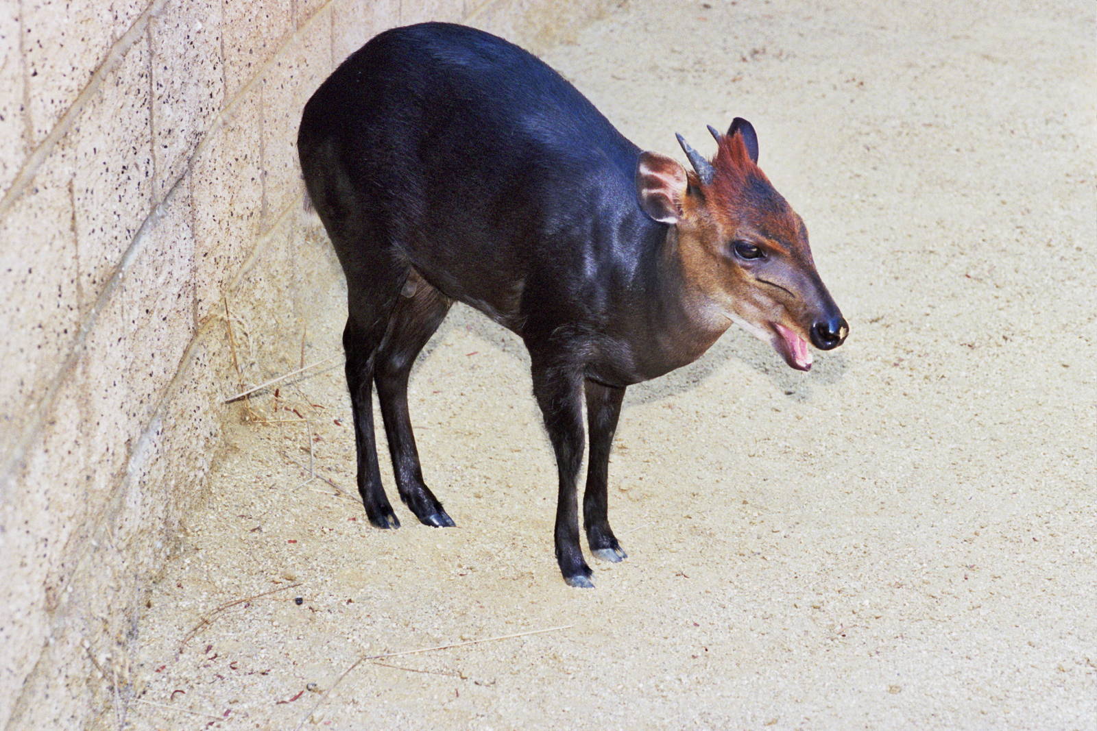 Scanned Photos 1990s LA Zoo