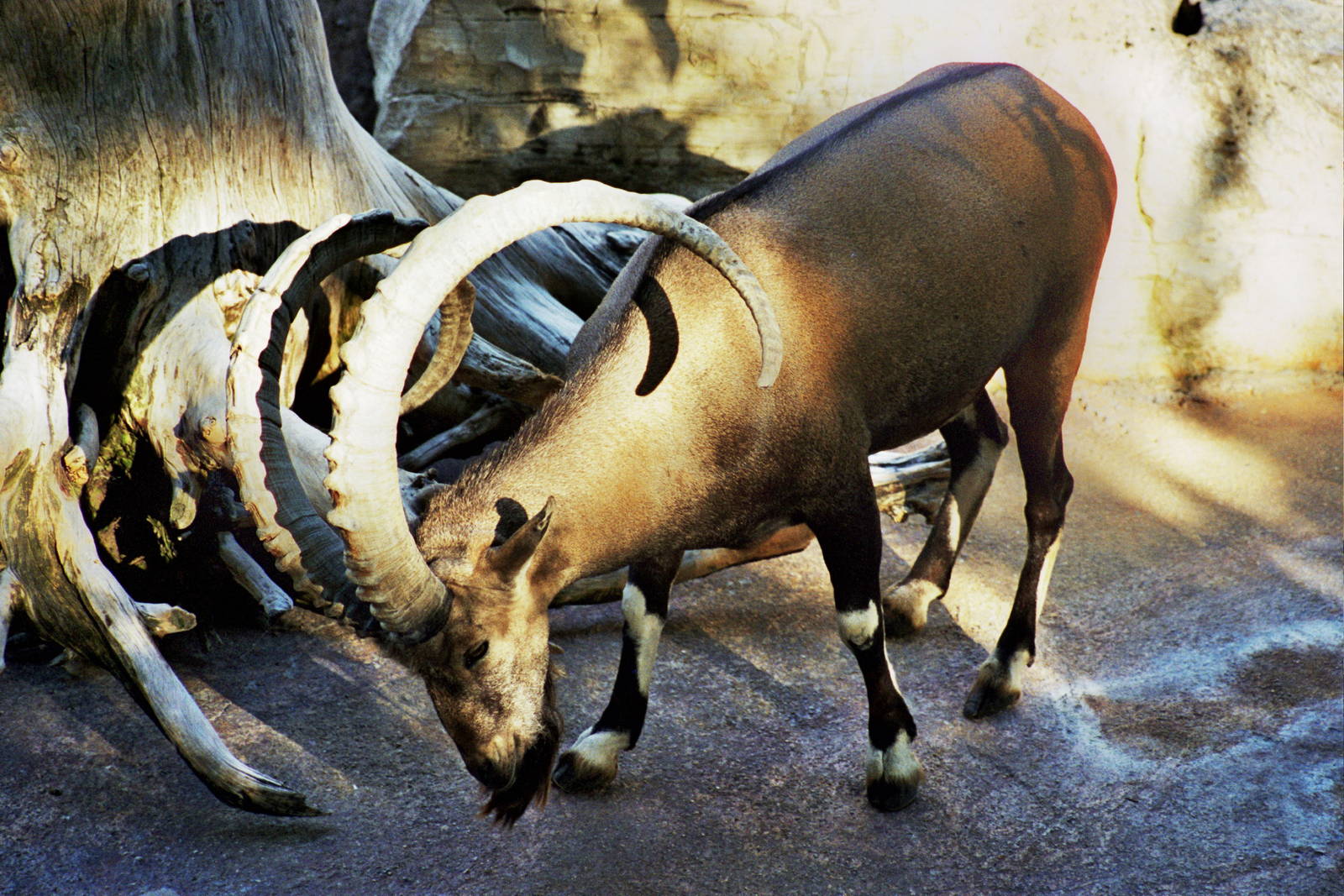 Scanned Photos 1990s LA Zoo