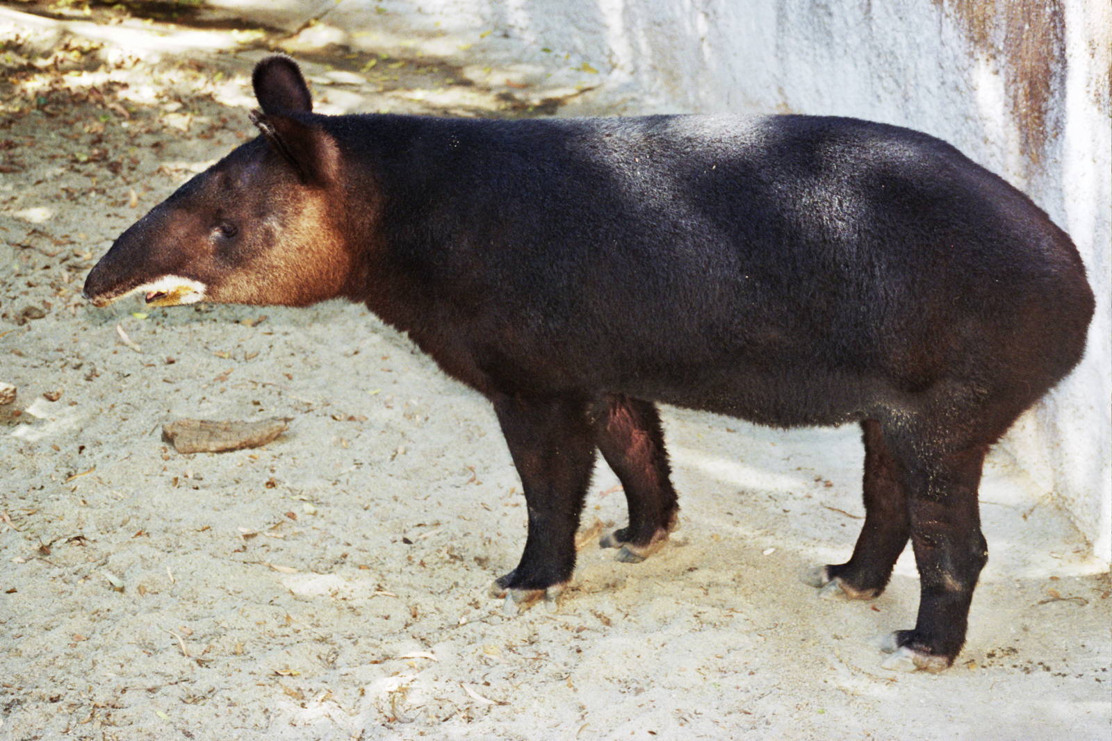 Scanned Photos 1990s LA Zoo