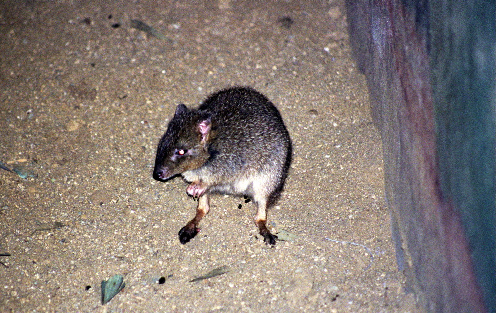 Scanned Photos 1990s LA Zoo