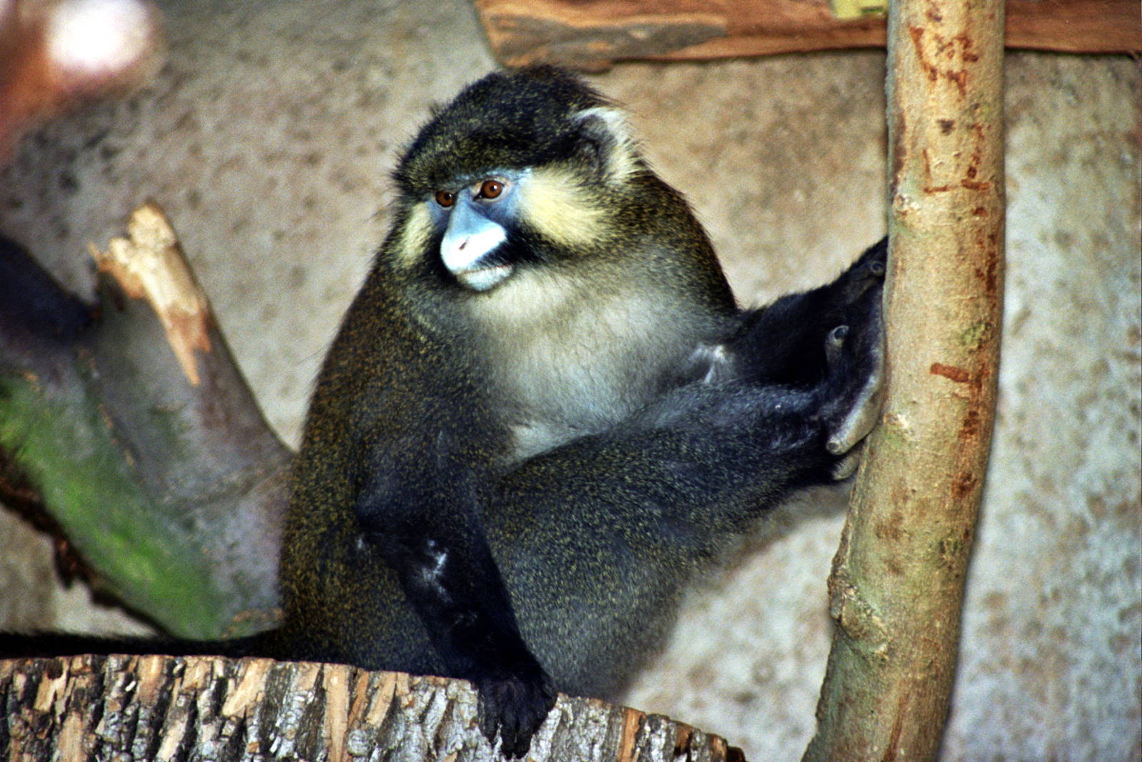 Scanned Photos 1990s LA Zoo