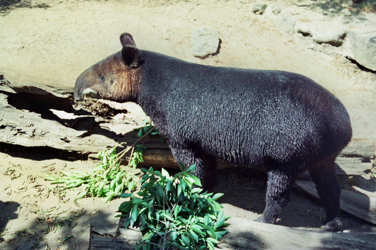 Scanned Photos 1990s LA Zoo