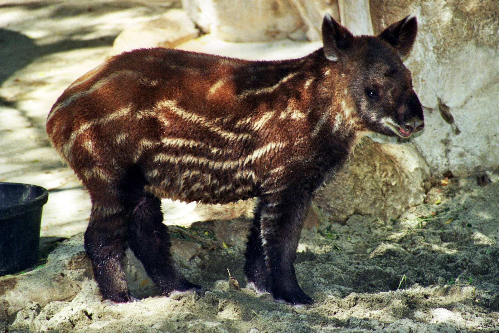 Scanned Photos 1990s LA Zoo