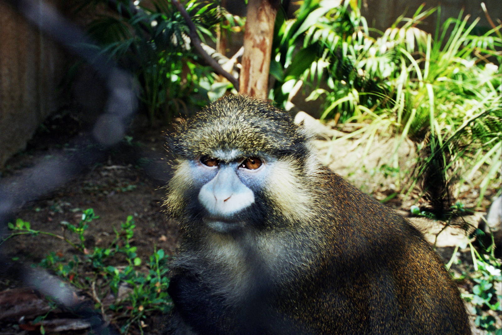 Scanned Photos 1990s LA Zoo