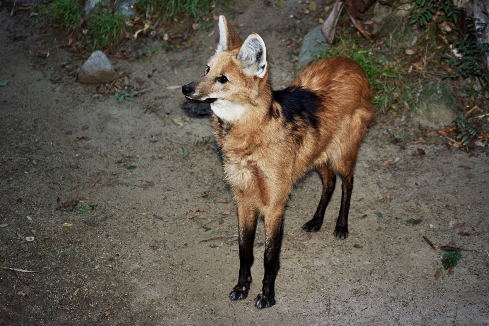 Scanned Photos 1990s LA Zoo