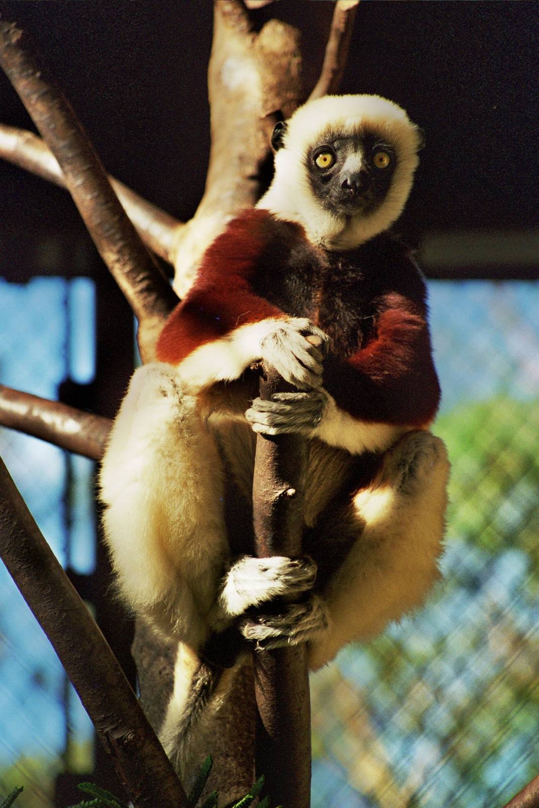Scanned Photos 1990s LA Zoo