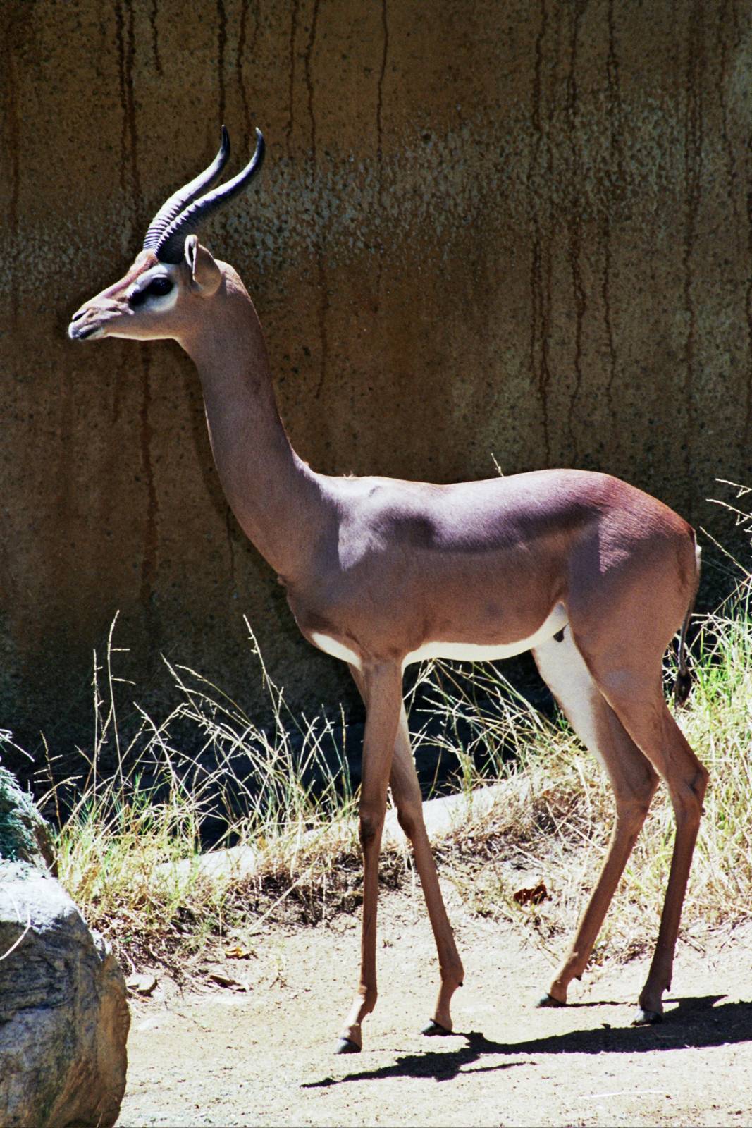 Scanned Photos 1990s LA Zoo