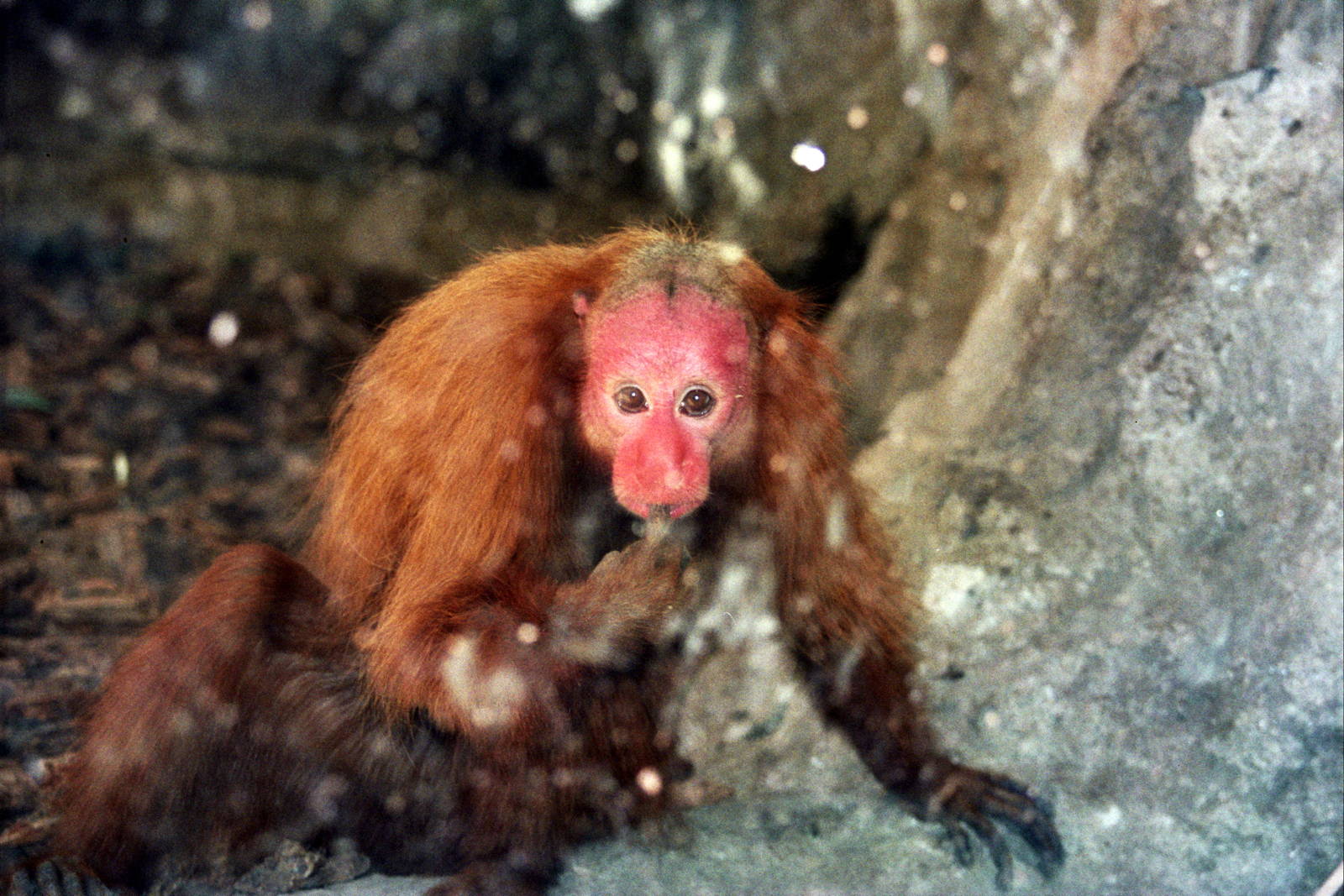 Scanned Photos 1990s LA Zoo