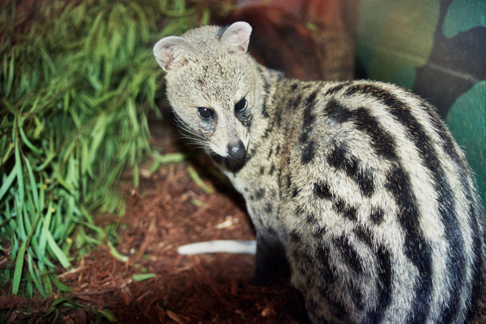 Scanned Photos 1990s LA Zoo