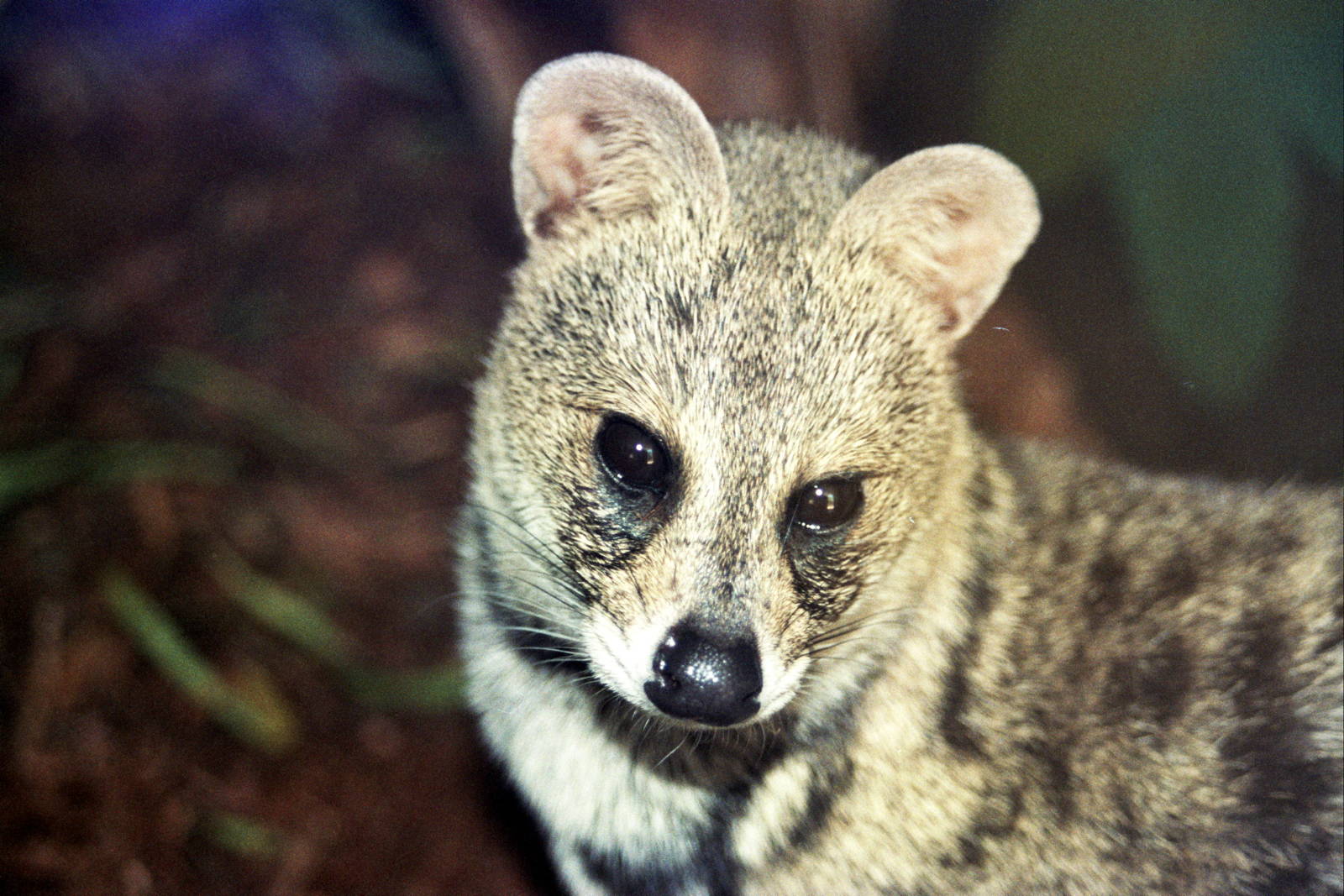 Scanned Photos 1990s LA Zoo
