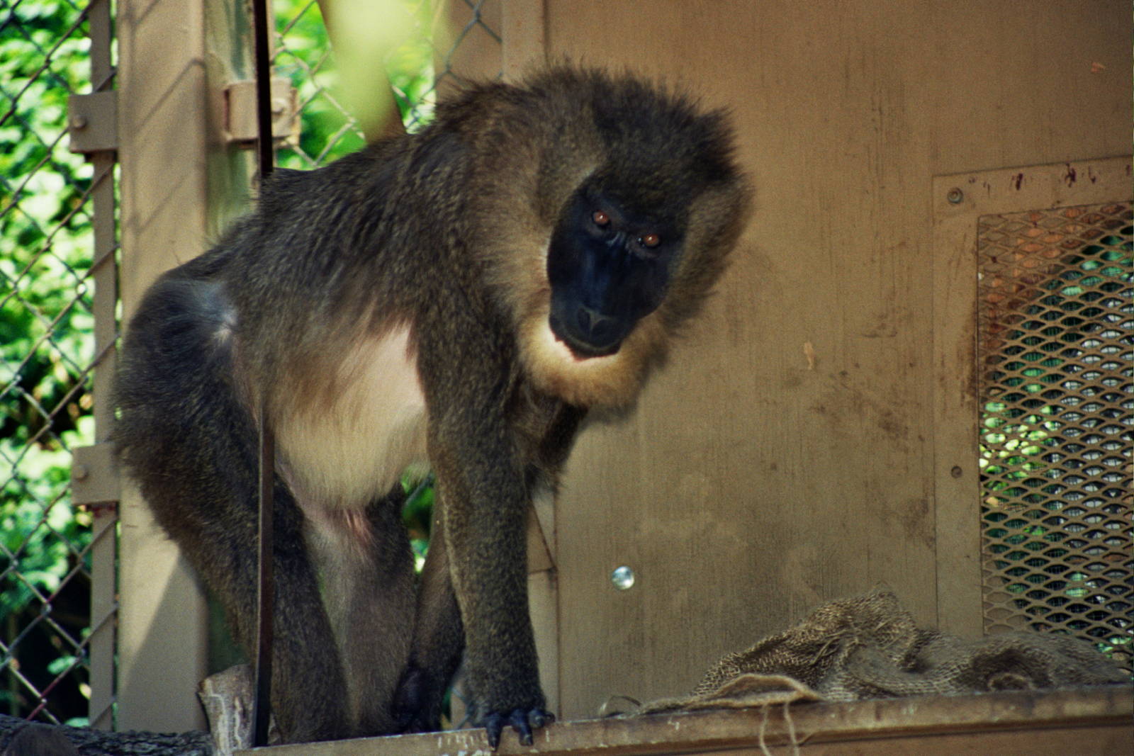 Scanned Photos 1990s LA Zoo