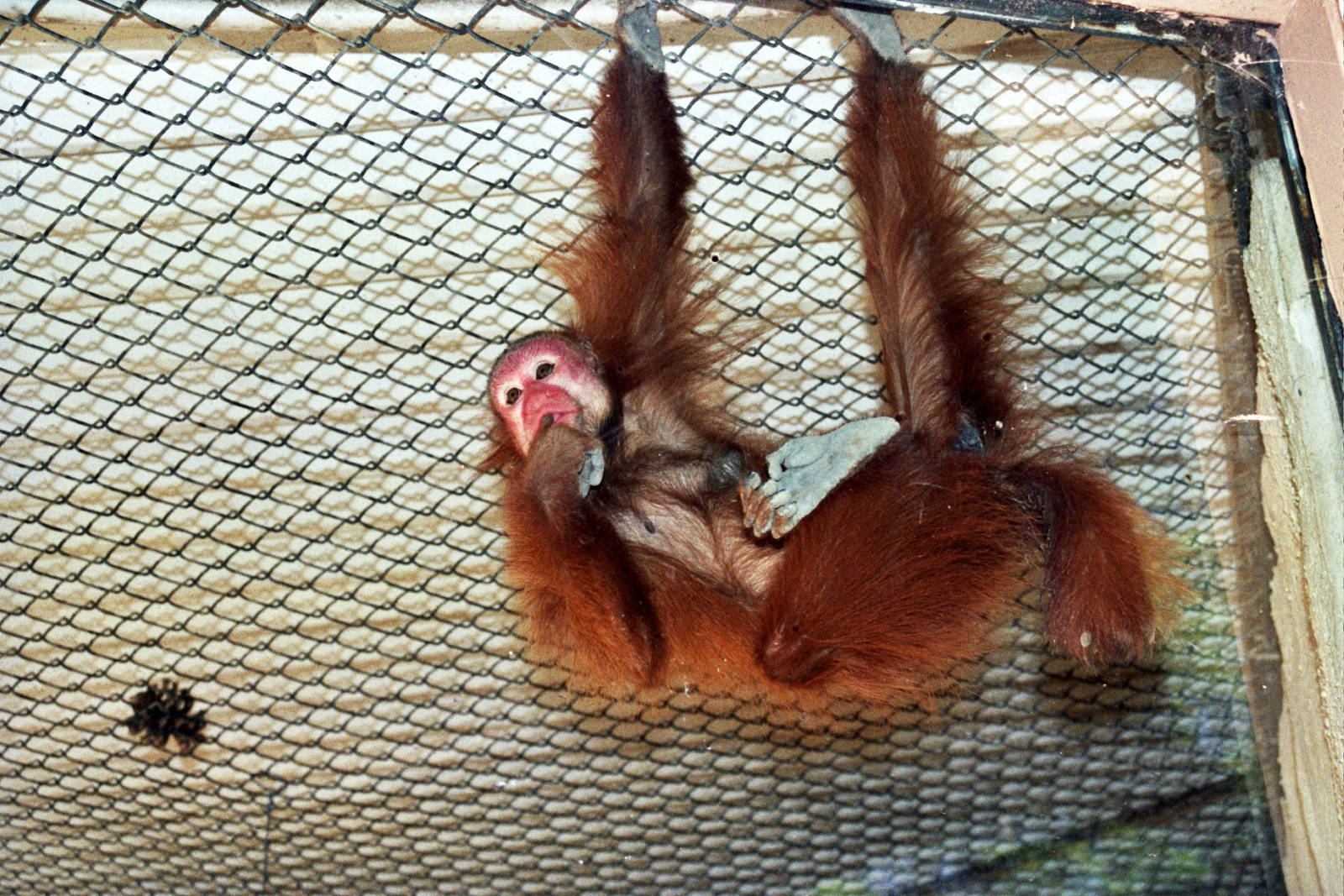 Scanned Photos 1990s LA Zoo