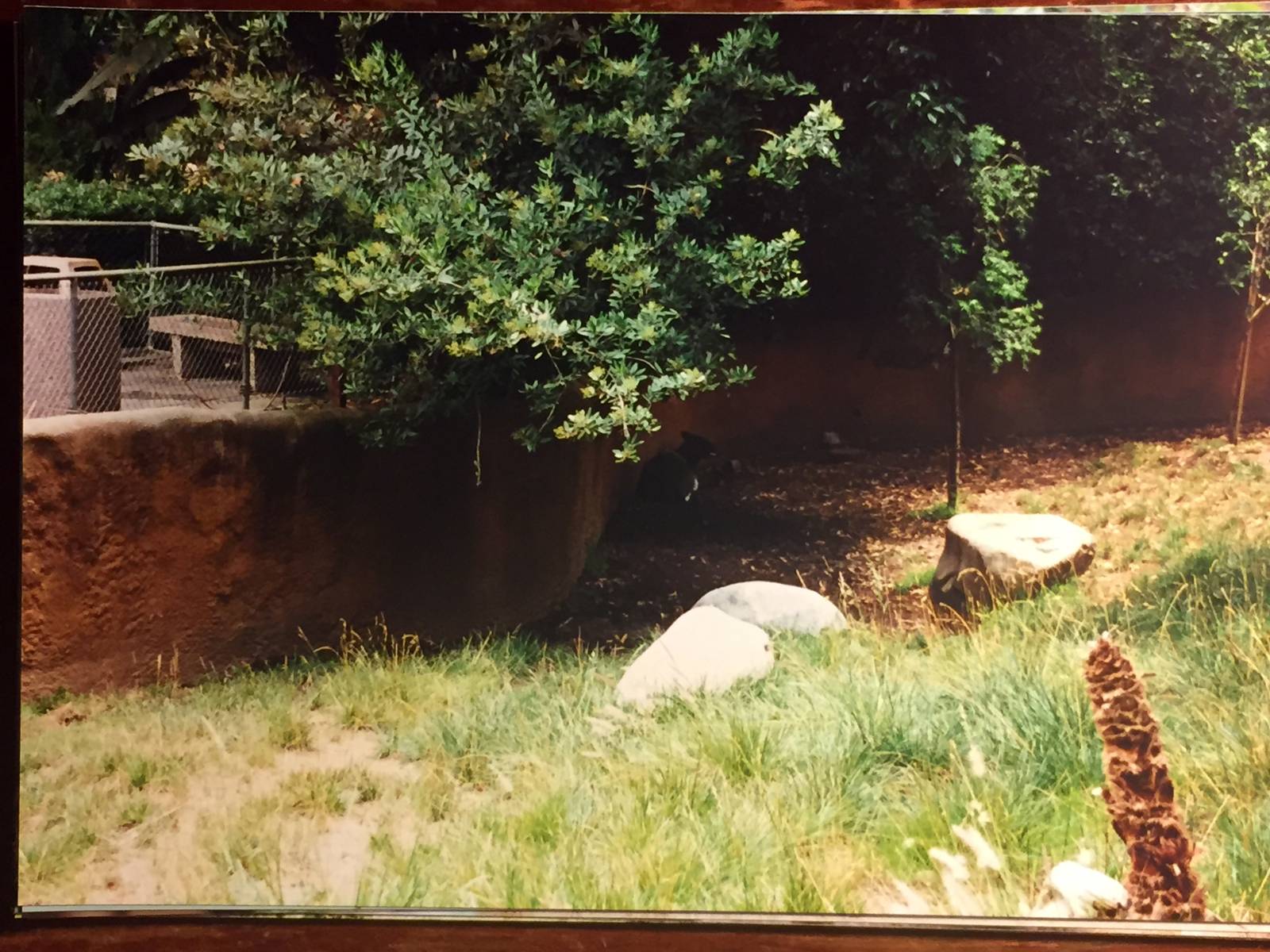 Scanned Photos 1990s LA Zoo