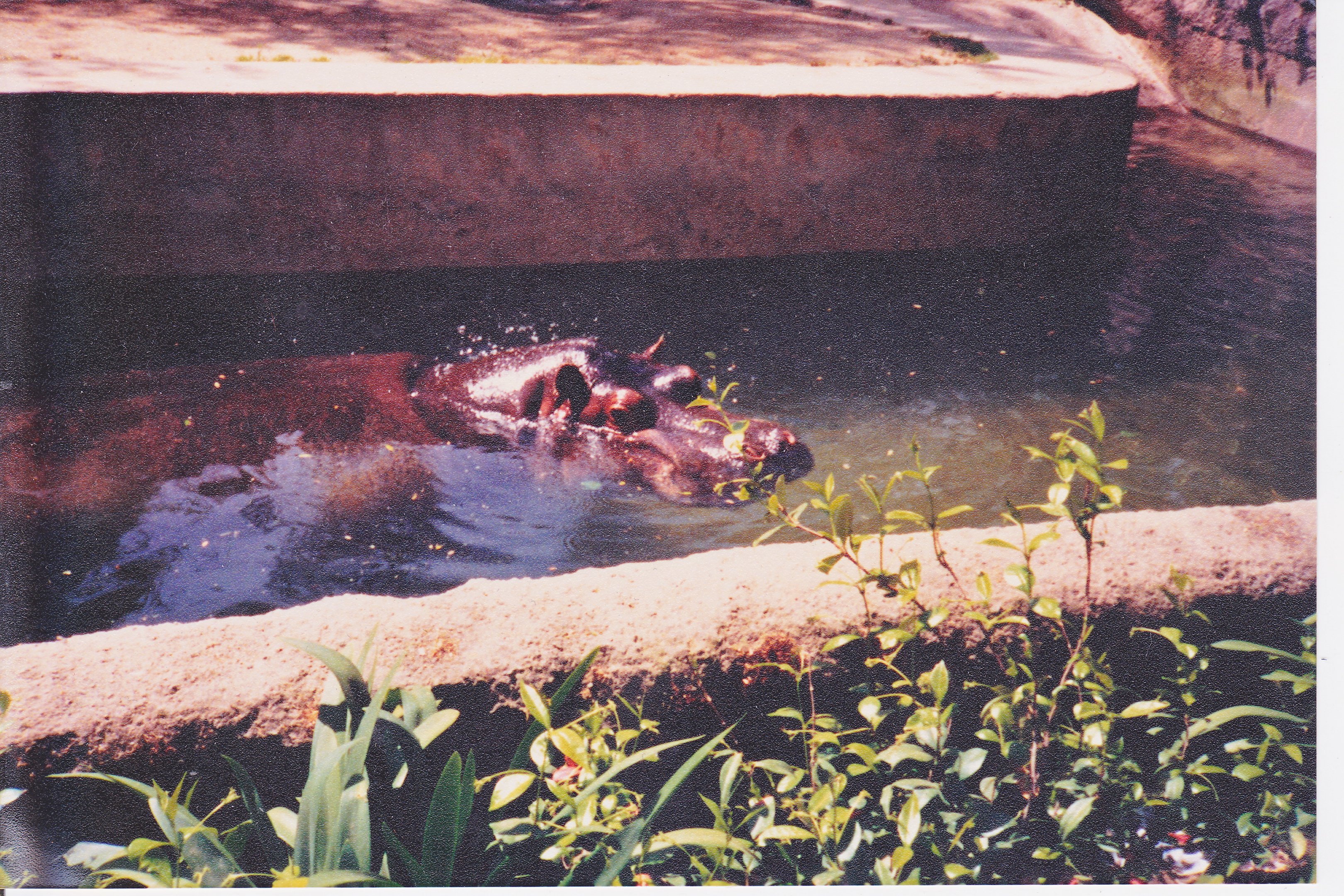 Scanned Photos - Hippopotamus