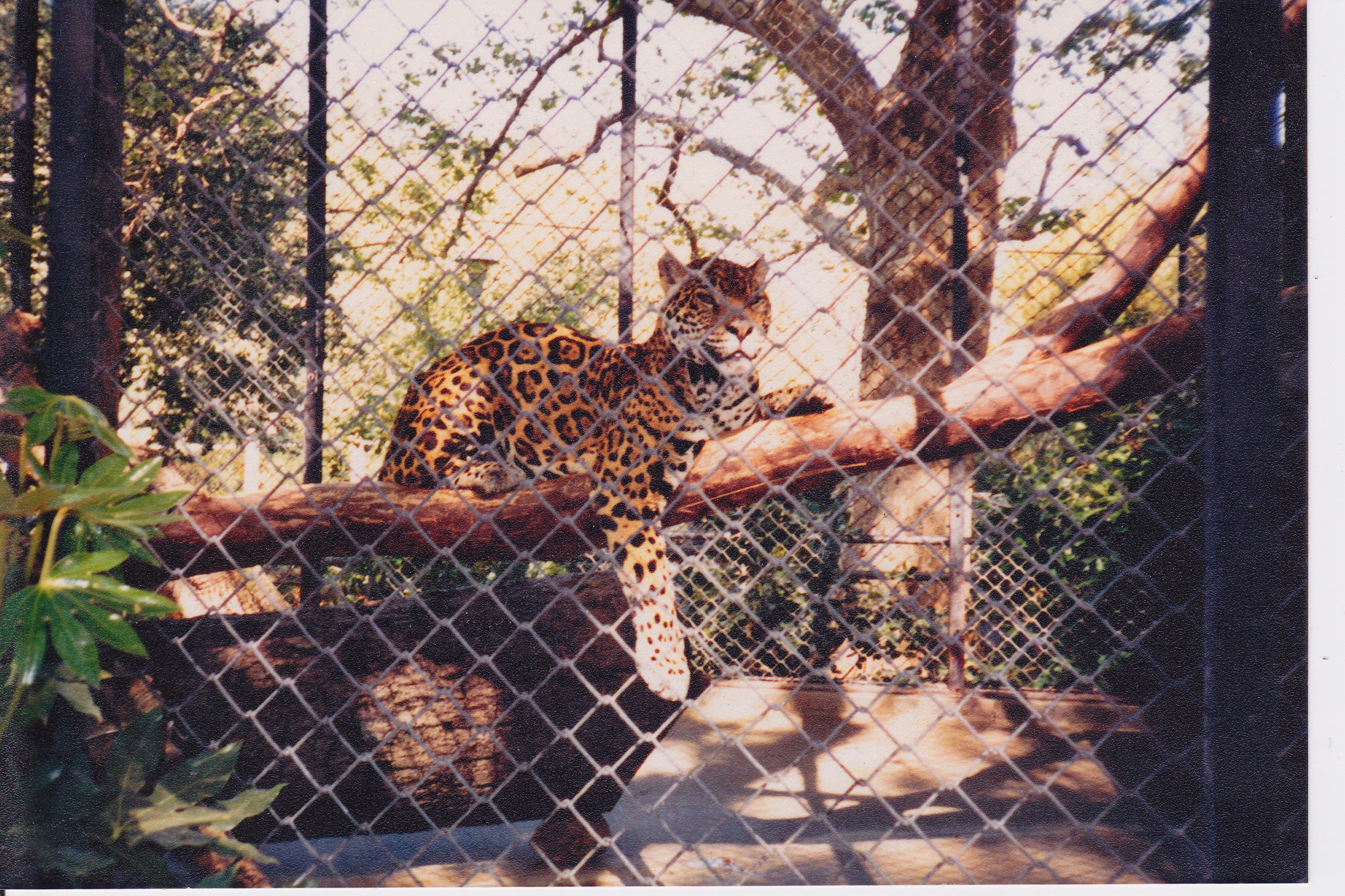 Scanned Photos - Jaguar