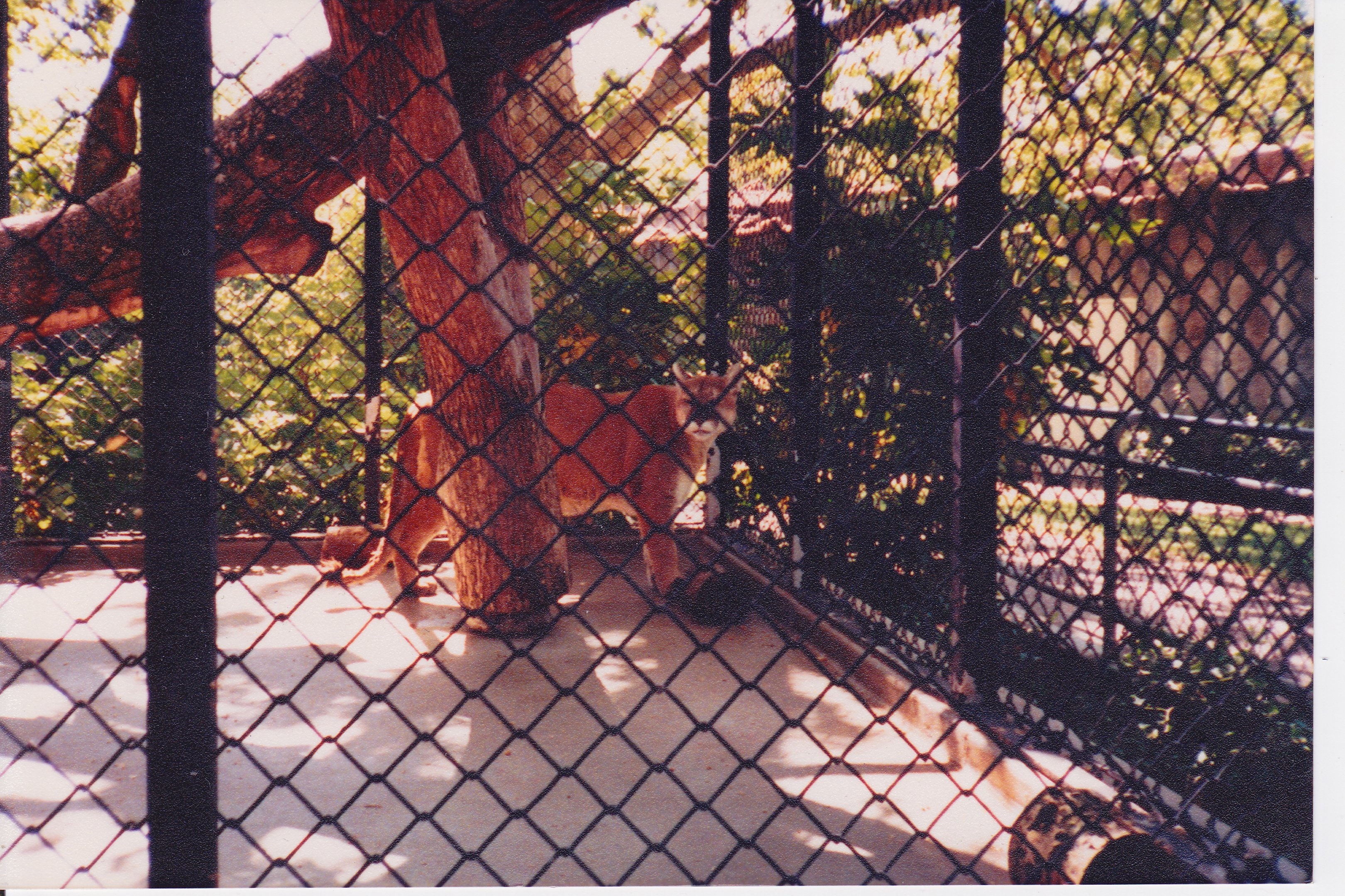 Scanned Photos - Mountain Lion