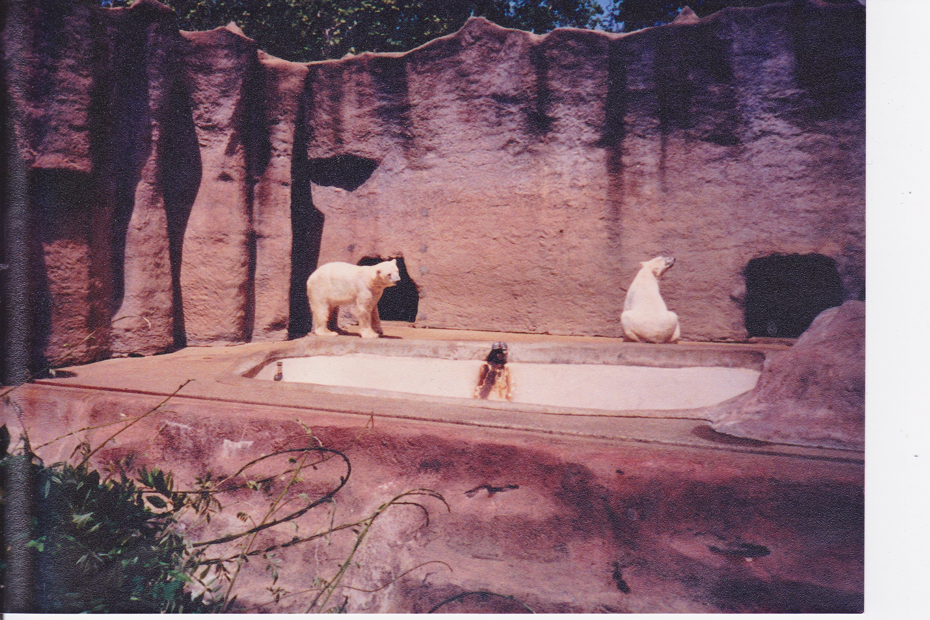 Scanned Photos - Polar Bears