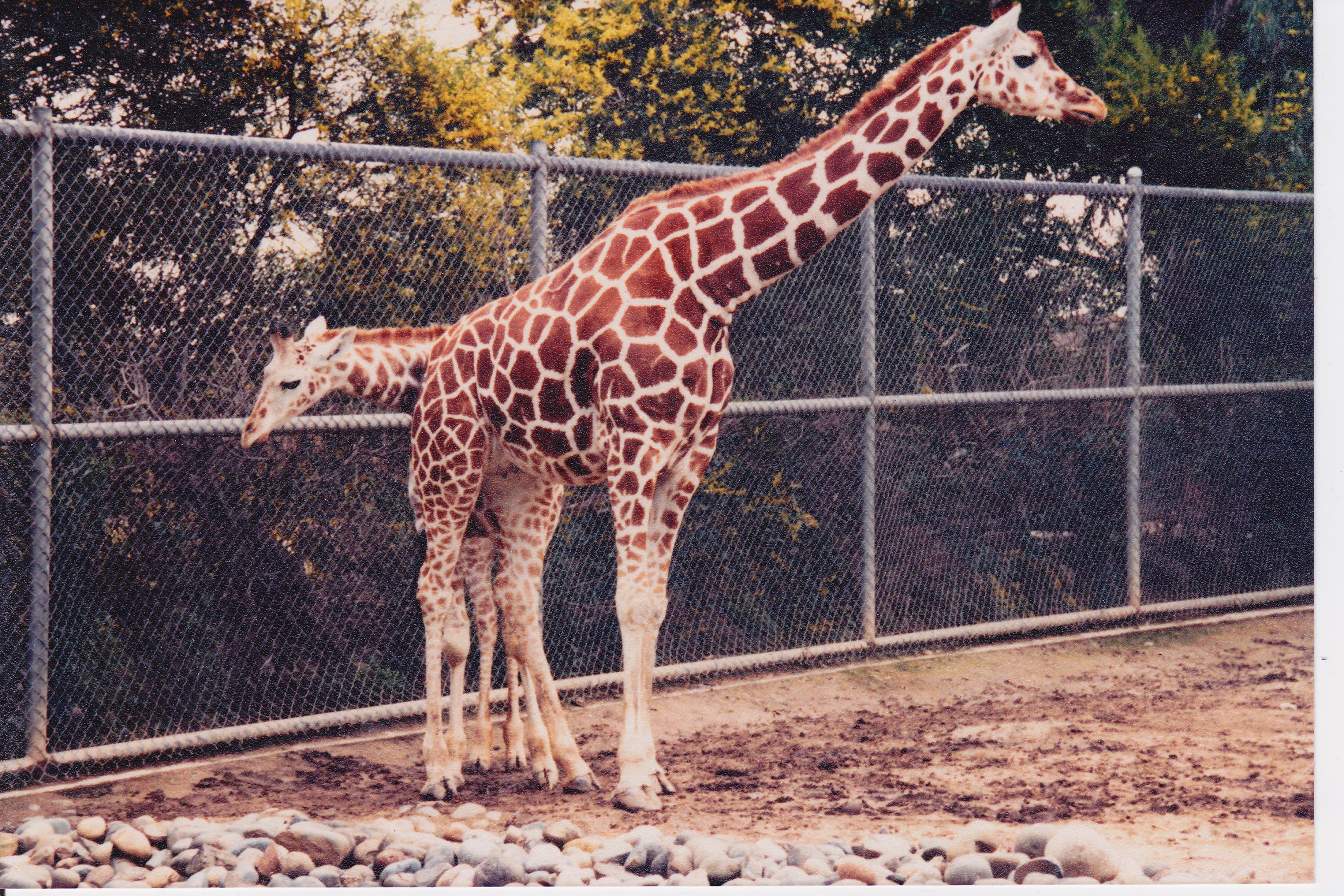 Scanned Photos - Reticulated Giraffes