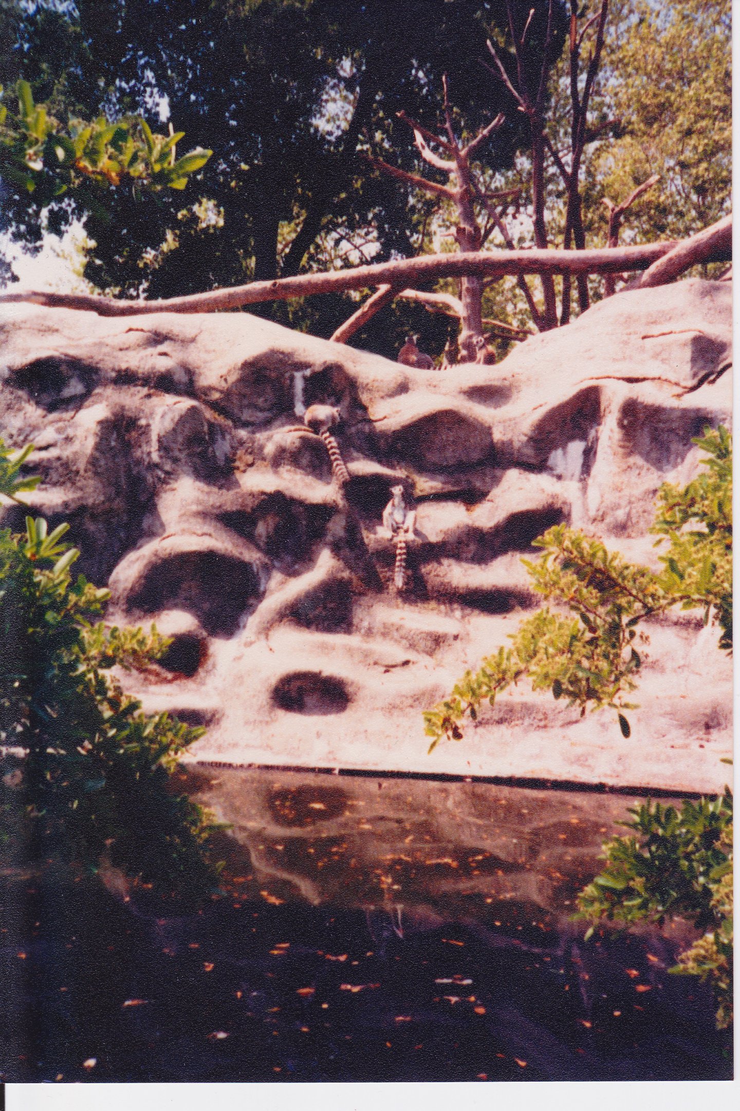 Scanned Photos - Ring-Tailed Lemurs
