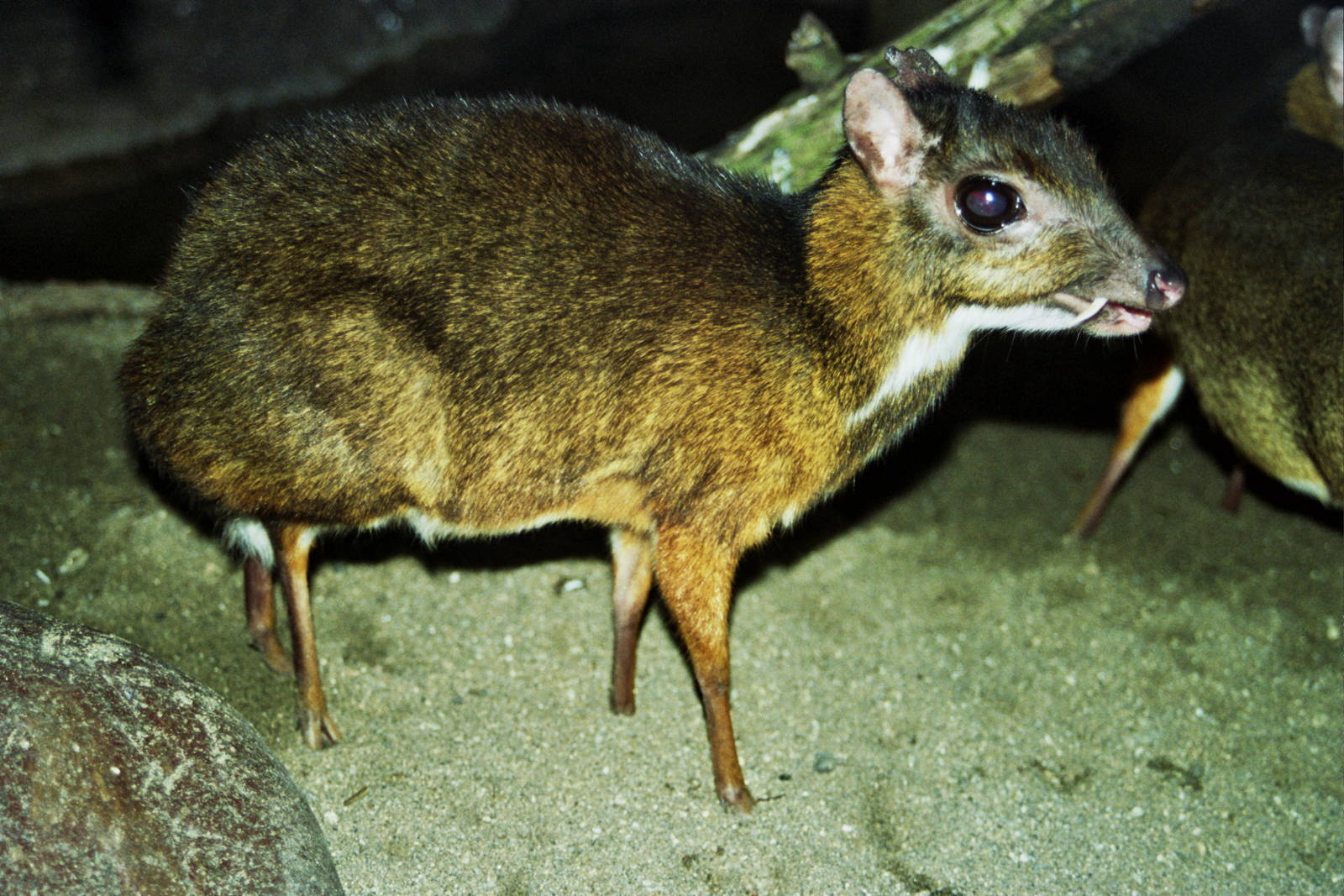 Scanned San Diego Zoo Photos 1992-2001 Species ID?