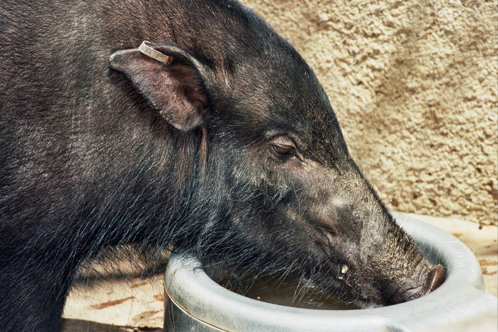 Scanned San Diego Zoo Photos 1992-2001 Species ID?