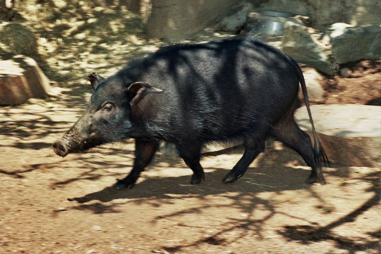 Scanned San Diego Zoo Photos 1992-2001 Species ID?