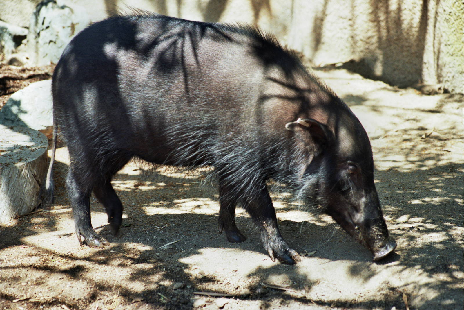 Scanned San Diego Zoo Photos 1992-2001 Species ID?