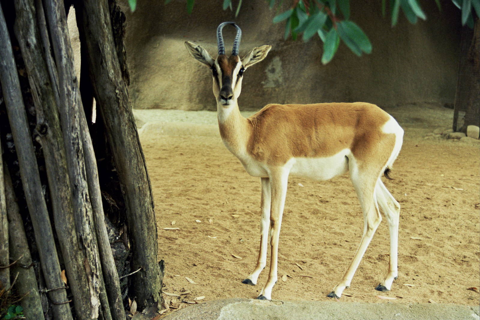 Scanned San Diego Zoo Photos 1992-2001