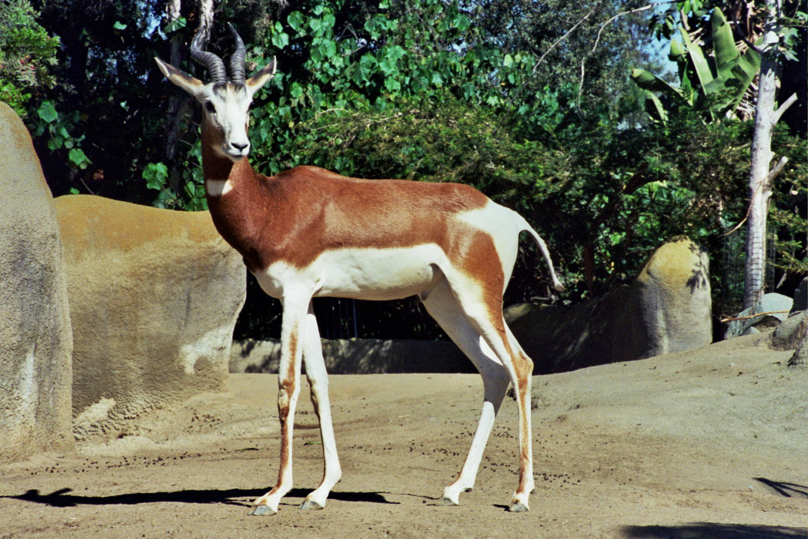 Scanned San Diego Zoo Photos 1992-2001