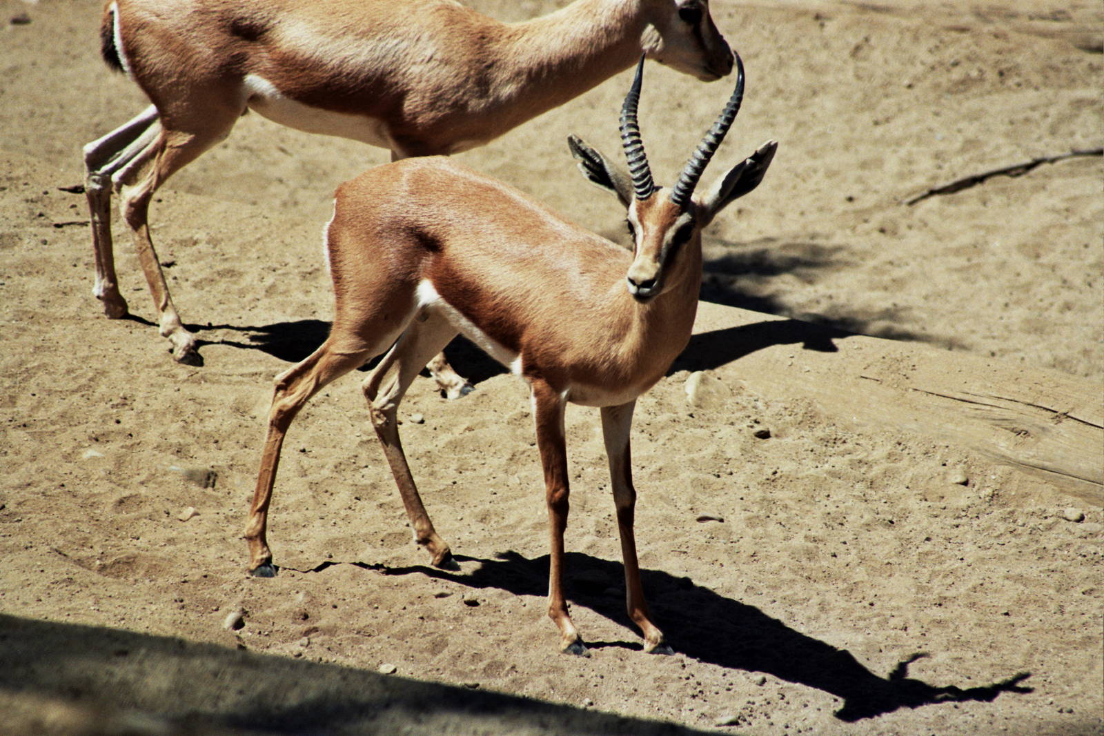 Scanned San Diego Zoo Photos 1992-2001