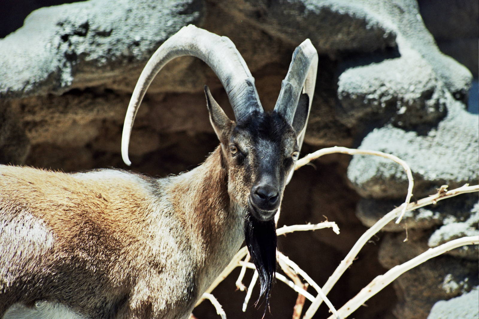 Scanned San Diego Zoo Photos 1992-2001