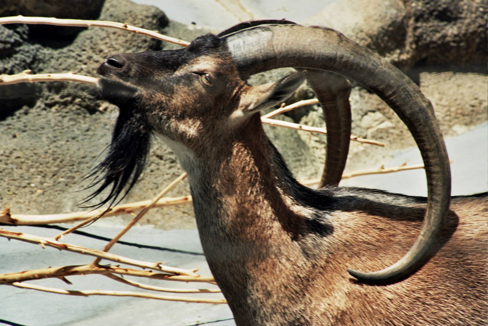 Scanned San Diego Zoo Photos 1992-2001