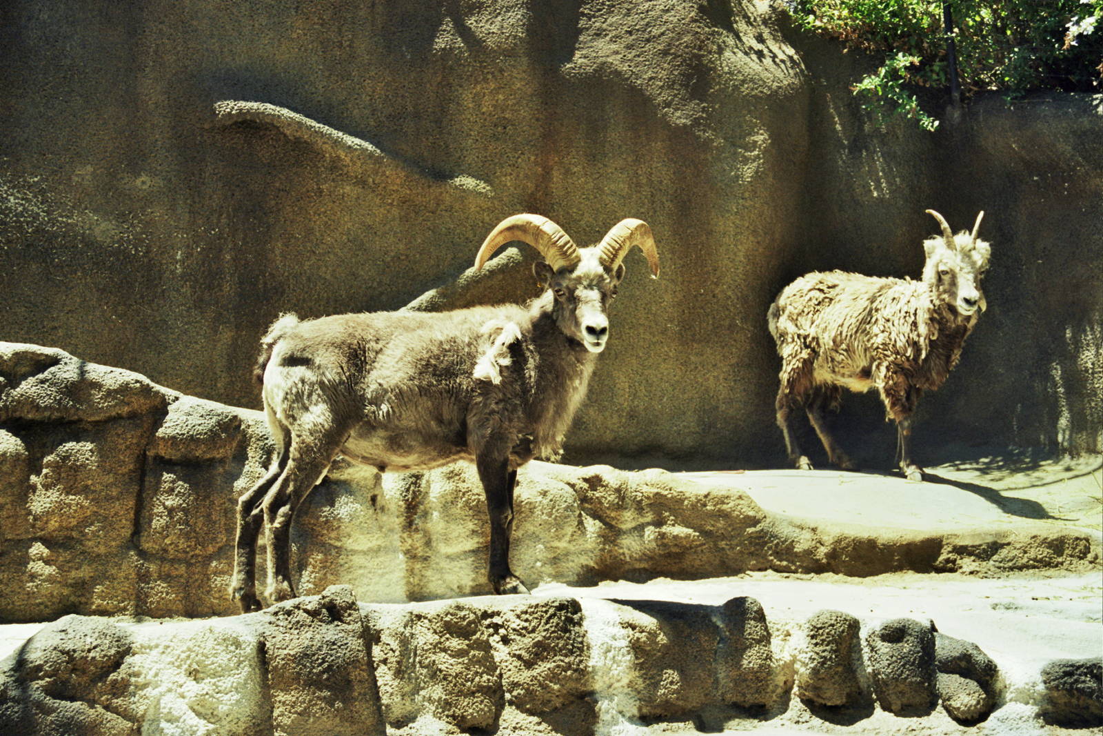 Scanned San Diego Zoo Photos 1992-2001