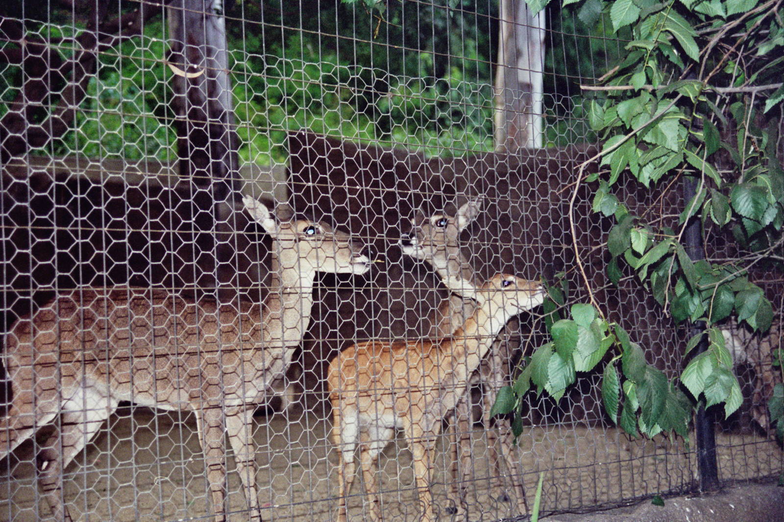 Scanned San Diego Zoo Photos 1992-2001